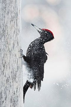 Black Woodpecker in Taiga forest by Beschermingswerk voor aan uw muur