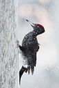 Black Woodpecker in Taiga forest by Beschermingswerk voor aan uw muur thumbnail