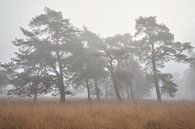 Grove dennen in de mist in het Deelerwoud van Cor de Hamer thumbnail