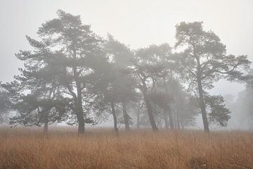 Grove dennen in de mist in het Deelerwoud