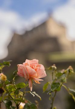 Die Rose von Edinburgh von Theo Fokker