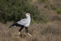 Een secretarisvogel op jacht in Addo Elephant Park.