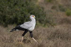 Een secretarisvogel op jacht in Addo Elephant Park.