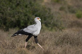 Ein Sekretärvogel auf der Jagd im Addo Elephant Park. 