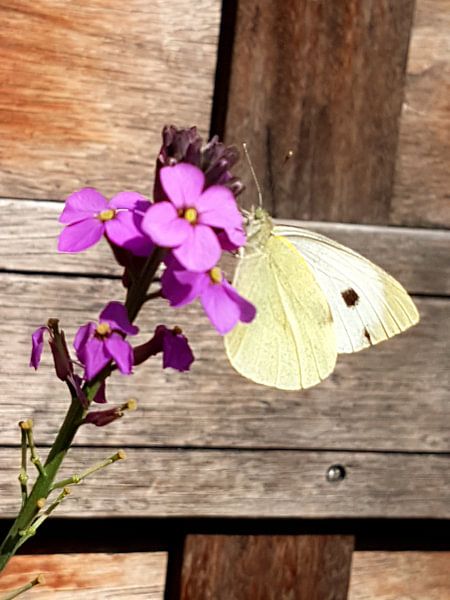 Vlinder by Joelle van Buren