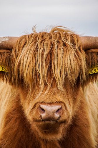 Schottischer Highlander 1