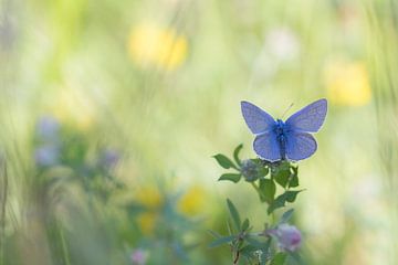 Blauwe vlinder van Teuni's Dreams of Reality