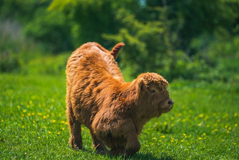 Jeune Highlander écossais par Ingmar de Vegte | Fotografie & Design