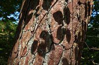 Schöne Schatten in der Natur