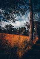 paysage