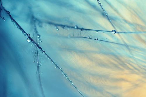 Macro - Druppels