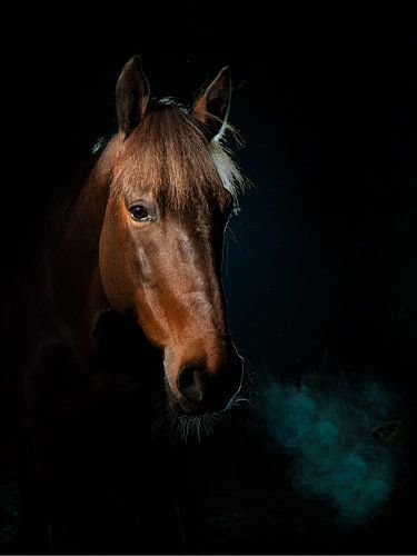 Low key Horse Portret