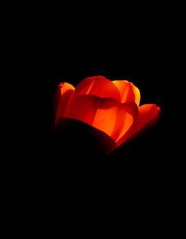 « Ember Tulip V »