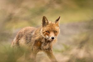 Vos in de Amsterdamse waterleidingduinen van Lia Hulsbeek Brinkman