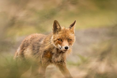 Fox in the Amsterdam water dunes