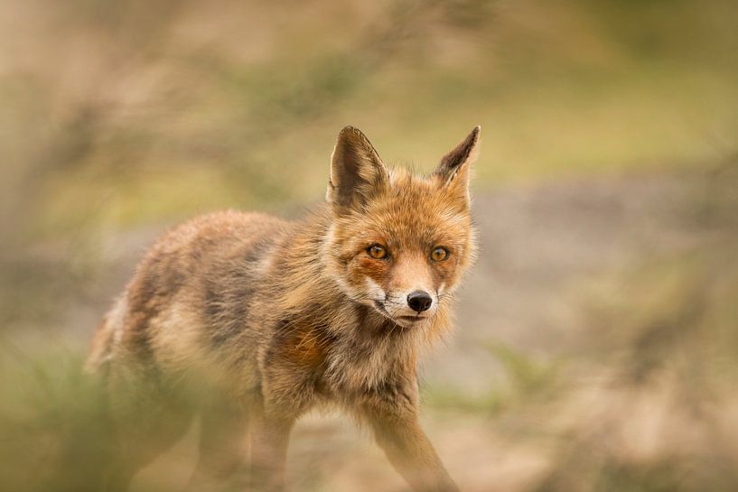 Fox in den Amsterdamer Wasserdünen von Lia Hulsbeek Brinkman