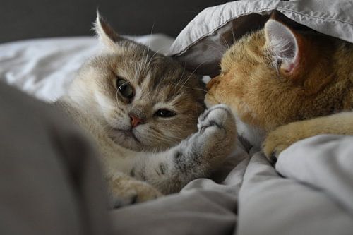 Kittens - brother and sister