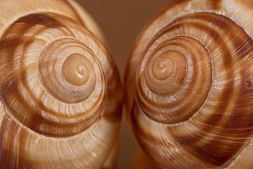 Close-up van twee escargots in warme bruintinten van Marjolijn van den Berg