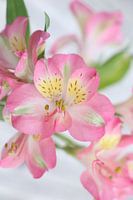 Close-up flower bouquet