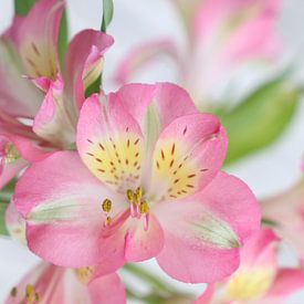 Close-up bloemenboeket van Hannelore