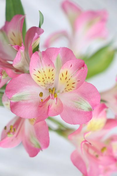 Nahaufnahme Blumenstrauß von Hannelore