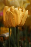 Yellow tulips.