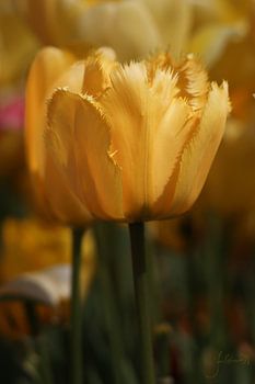 Gelbe Tulpen.
