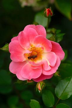 Rosenblüte von Thomas Jäger