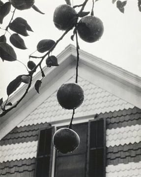 Gable et pommes (1922) par Alfred Stieglitz sur Peter Balan