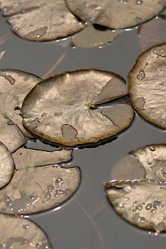 Sonnendurchfluteten Wasserlilien mit Tröpfchen in einem ruhigen Wasser Teich von Tony Vingerhoets