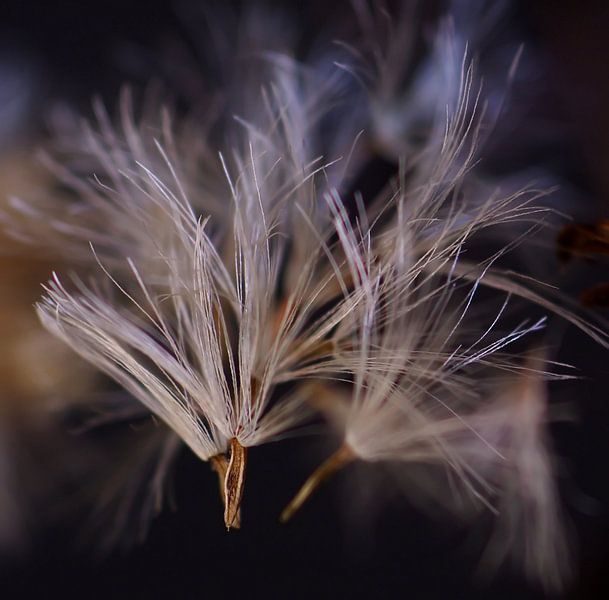 Blowing in the wind von Marlies Prieckaerts