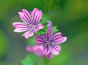 Cheese sprout flowers - pink and purple by Ronald Smits thumbnail