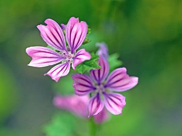Cheese sprout flowers - pink and purple by Ronald Smits