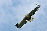 white-tailed eagle