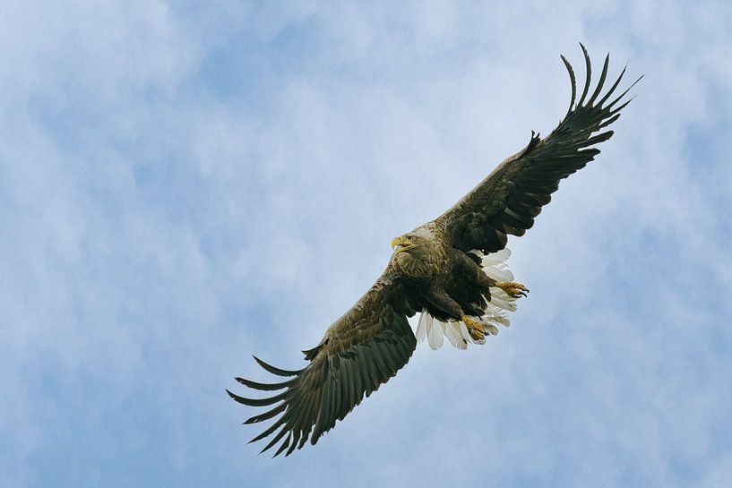 white-tailed eagle by Ton Valk