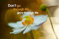 Quote: Don't go through life...  van Andrea Gulickx thumbnail