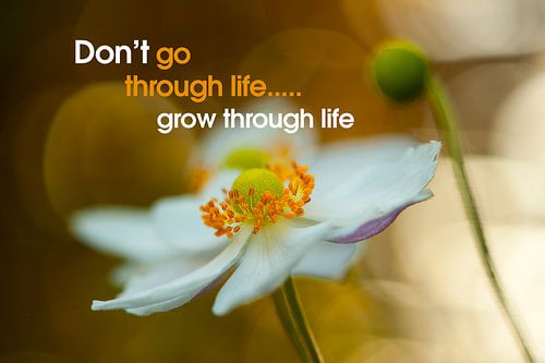 Quote: Don't go through life... 