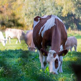 Dutch cows van Mike Hermes