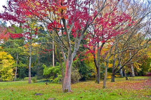 Herfstrood in de loofbomen