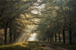 Marcher à travers la forêt sur Jos Erkamp