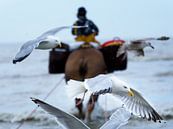paardenvisser met meeuwen van Delphine Kesteloot thumbnail