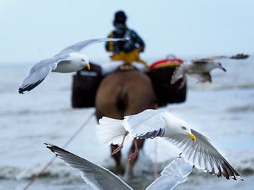 horse angler with gulls by Delphine Kesteloot