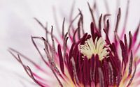 Clematis van Puravida - Fotografie en fotokunst thumbnail