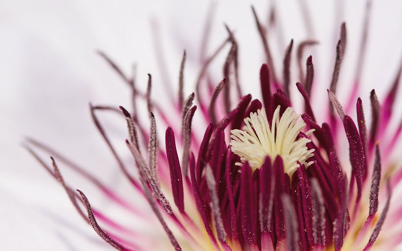 Clematis van Puravida - Fotografie en fotokunst