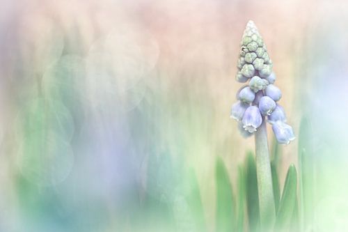 Lovely Grape Hyacinth