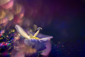 Vliegende bloem paars van Yvonne van den Hatert