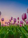 Hollandsche tulpen bij zonsondergang van Joey Hohage thumbnail