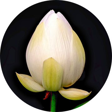 Heilige Lotus van Eduard Lamping