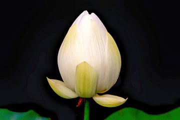 Holy Lotus by Eduard Lamping