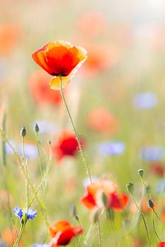 Coquelicot